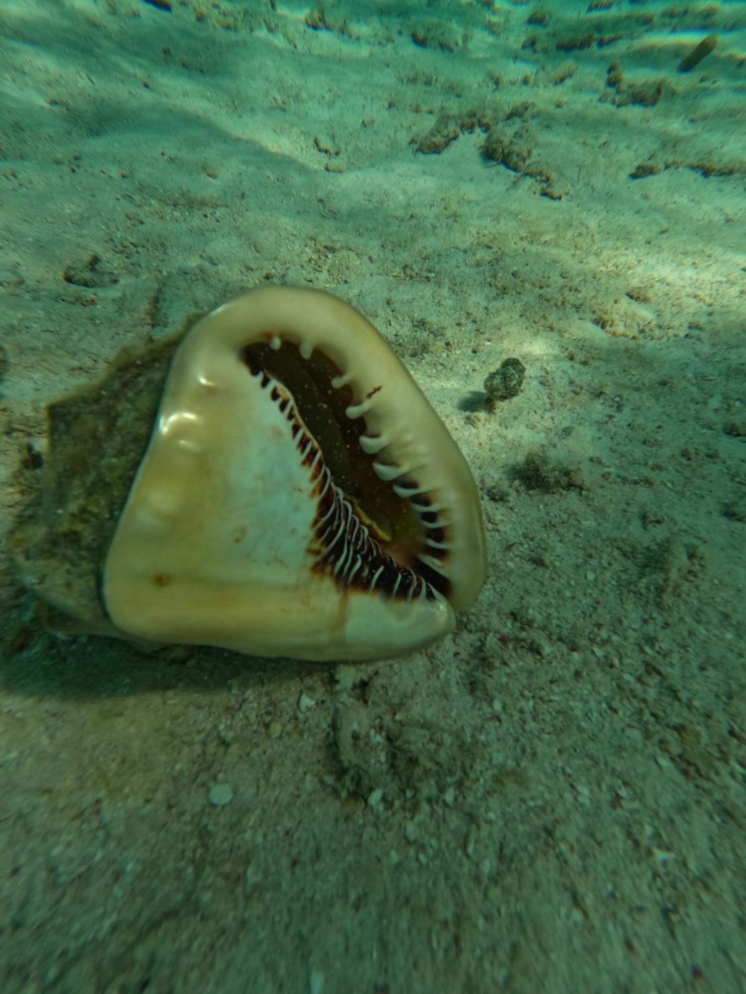 The Coral Casa Βίλα Caye Caulker Εξωτερικό φωτογραφία