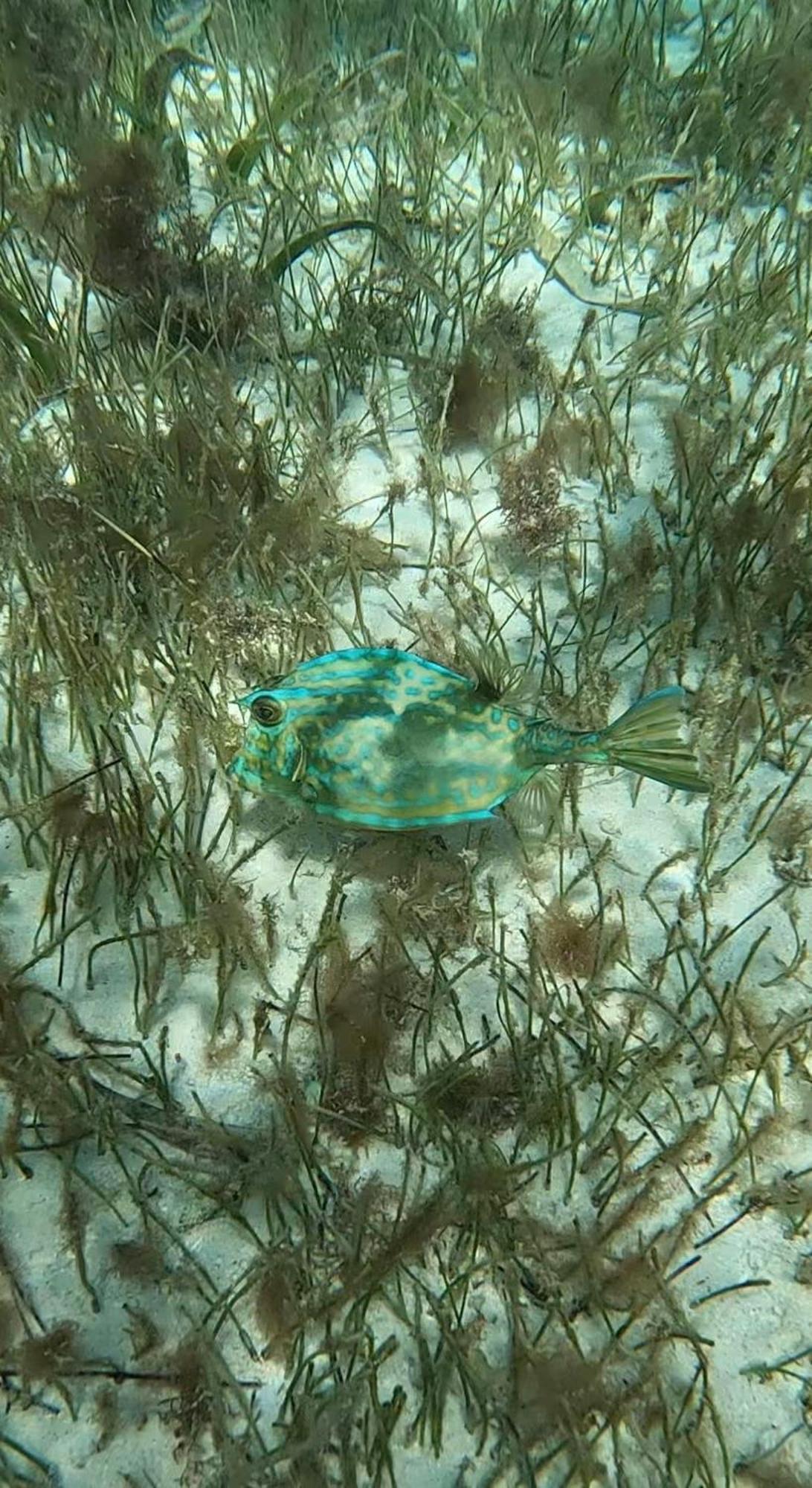 The Coral Casa Βίλα Caye Caulker Εξωτερικό φωτογραφία
