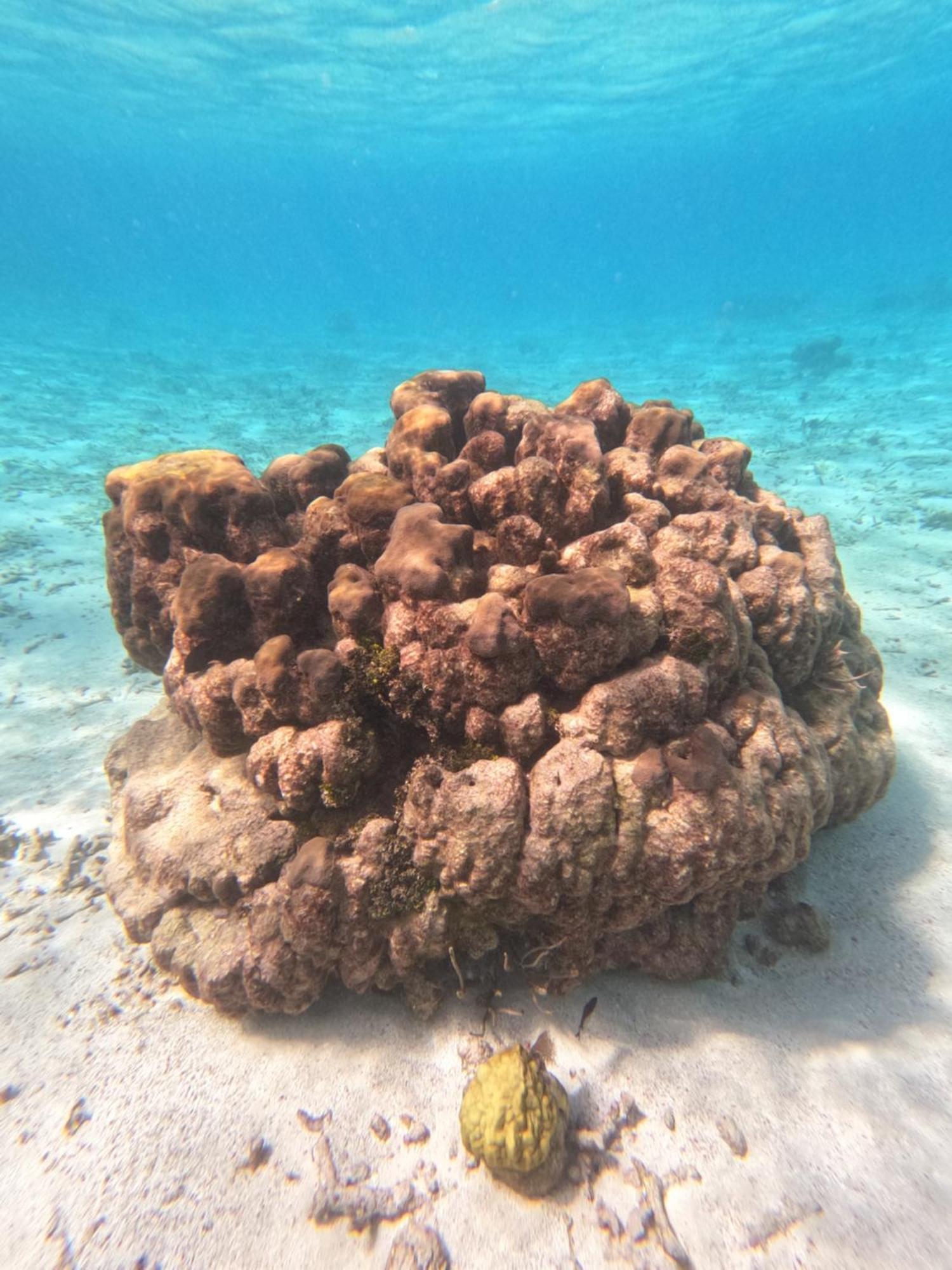 The Coral Casa Βίλα Caye Caulker Εξωτερικό φωτογραφία