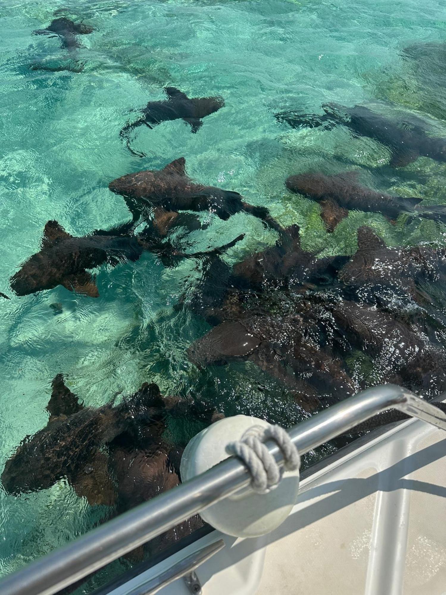 The Coral Casa Βίλα Caye Caulker Εξωτερικό φωτογραφία