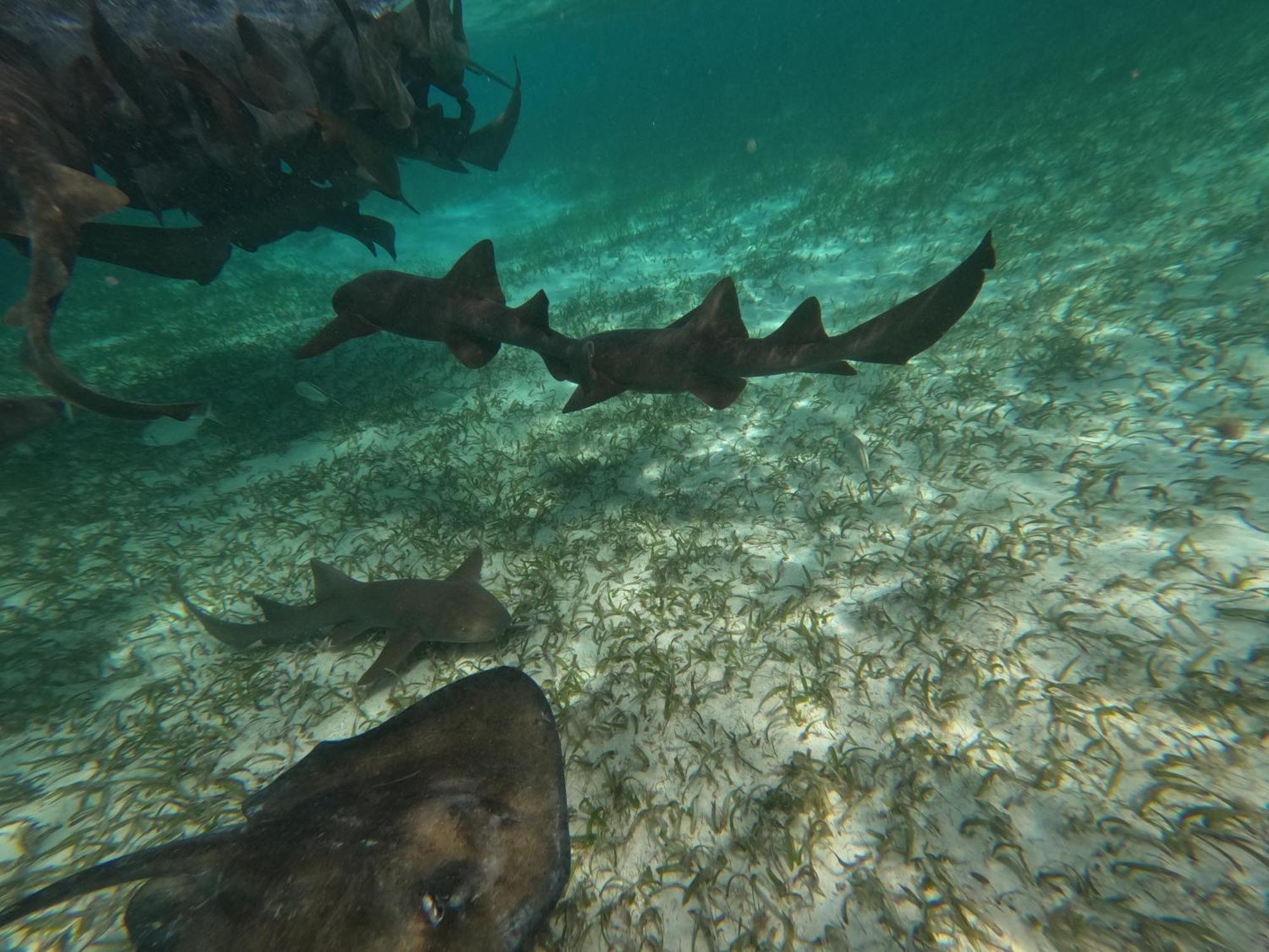 The Coral Casa Βίλα Caye Caulker Εξωτερικό φωτογραφία