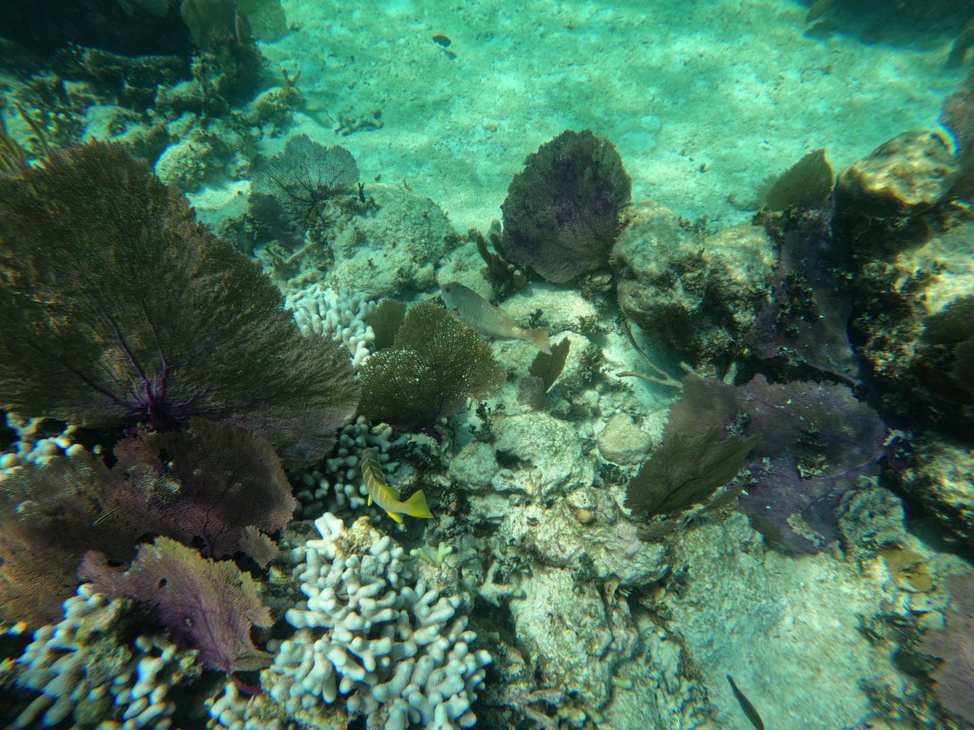 The Coral Casa Βίλα Caye Caulker Εξωτερικό φωτογραφία